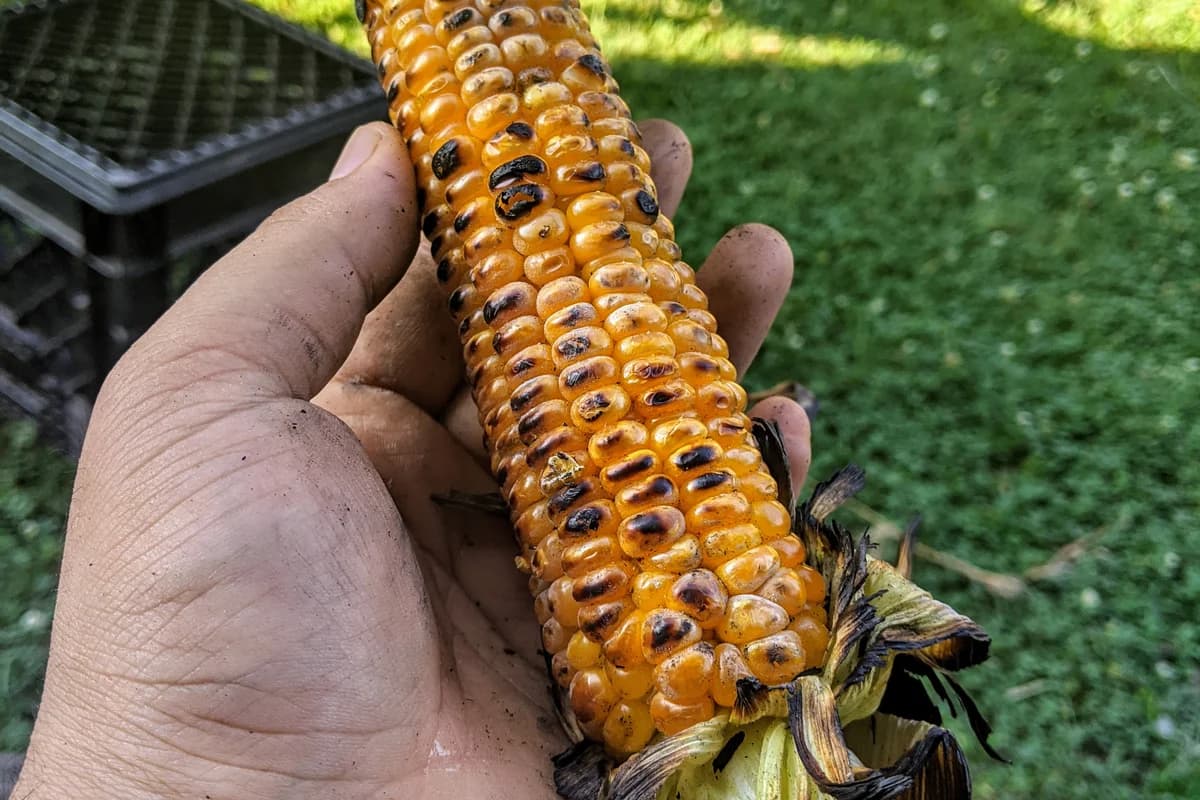 Perfectly Grilled Corn on the Cob